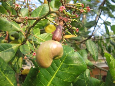 How Do Cashews Grow You Won T Believe This Facts Net