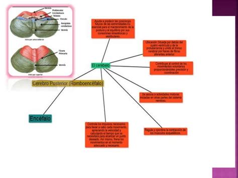 Sistema Nervioso PPT