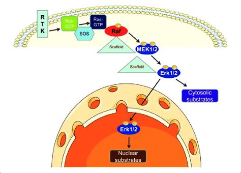 The Prototypical Ras Raf MEK ERK Pathway Activated Receptor Tyrosine