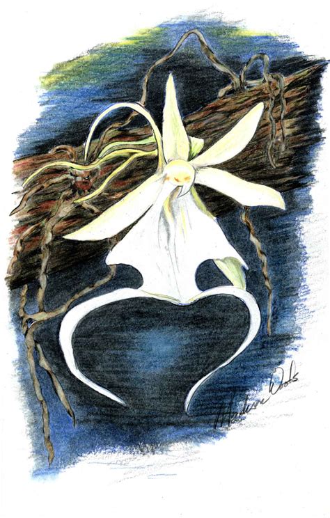 Ghost Orchid | Orchid Colored Pencil Drawings | Wild Ozark™