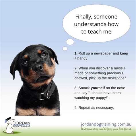 4 Simple Tips For Training Your New Puppy | Jordan Dog Training