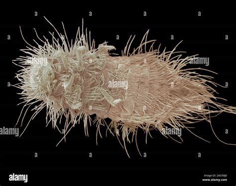 Carpet Beetle Larva Coloured Scanning Electron Micrograph Sem