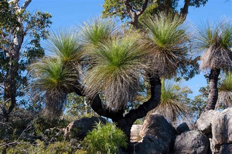 Byron Lamont Grandiose Grasstrees Western Australian Naturalists Club