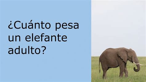 Cuánto pesa un elefante adulto shorts YouTube