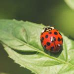 Coccinelles les astuces infaillibles pour les élever et en faire des