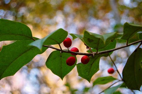 Ilex decidua (Deciduous holly)