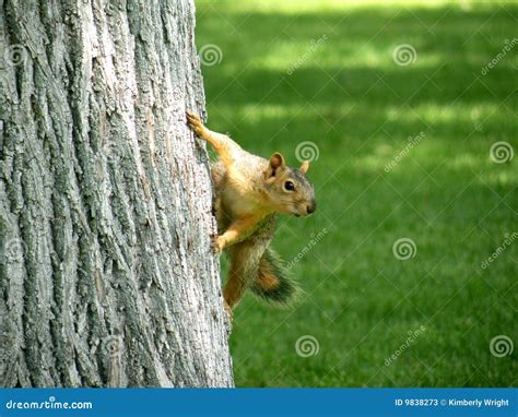 Squirrel Climbing Tree Stock Image Image Of Animal Climbing 9838273