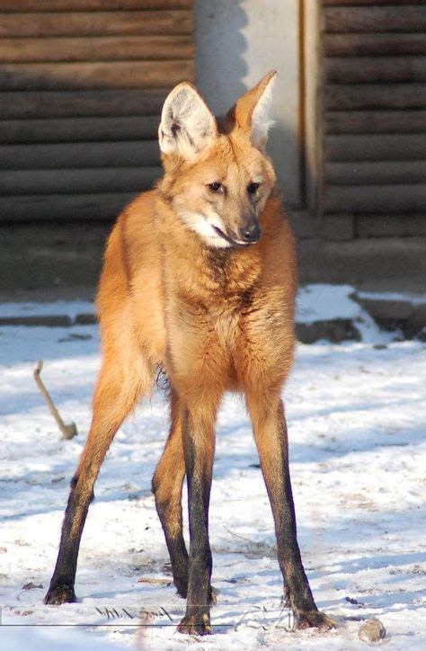 Las mejores 10+ ideas de Lobo de Crin/ Maned Wolf | aguara guazu ...