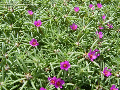 Rosemary Flower Pink