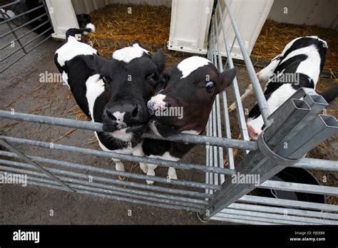 Friesian Calves Hi Res Stock Photography And Images Alamy