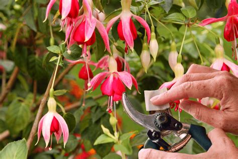 Comment Tailler Les Fuchsias Jardin Ruse