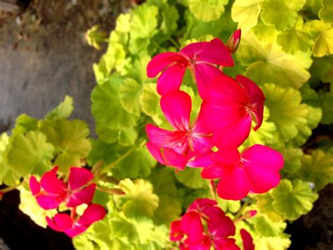 Fancy Leaf Geranium Persian Queen Fancy Leaf Geraniums