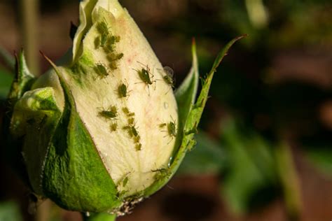 Zimmerpflanzen Schädlinge erkennen und bekämpfen