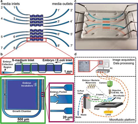 Single Animal Resolution Multiplexed Microfluidic Platform For