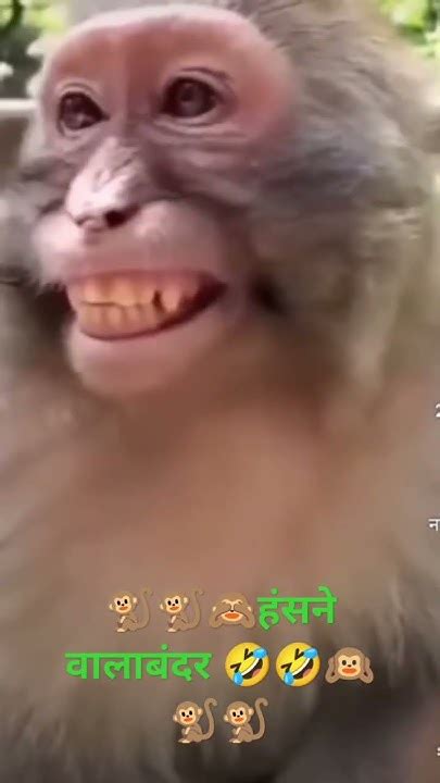 Manky Funny Comedy 🙈🐒🙉🤣हंसने बाला बंदर 🙉🙉🐒🙈🤣 Mankey Monkey Cute