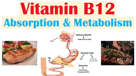 Vitamin B12 Digestion Absorption And Metabolism Youtube