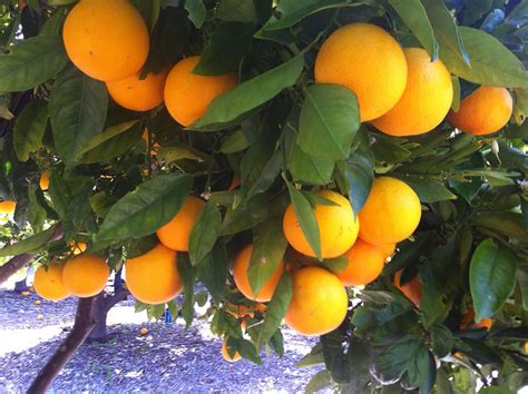 7 Tips for Taking Care of Fruit Trees During the Drought - Food Forward