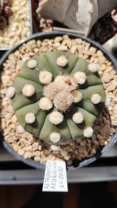 Heard You Liked Round And Symmetrical Plants Here You Are Astrophytum