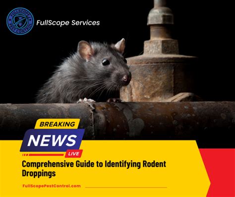 Identifying Rodent Droppings Signs And Prevention Guide