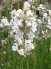 Lavande Vraie Bleu De Gien Lavandula Angustifolia Bleu De Gien