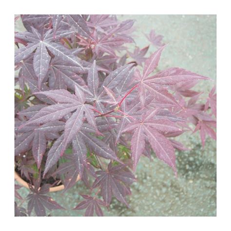 Acer palmatum atropurpurea Comprar Arce japonés rojo Arce