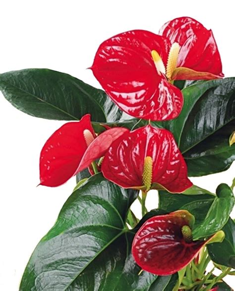 Anturium Andreego Anthurium Andreanum Kupuj W Obi