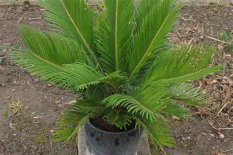 نخل السايكس او اسمه العلمي Cycas Revoluta مشتلي