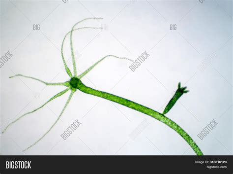 Phylum Cnidaria Hydra