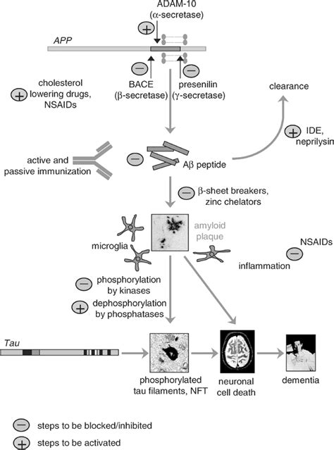 Experimental Therapies The Amyloid Cascade Hypothesis Of Ad Suggests