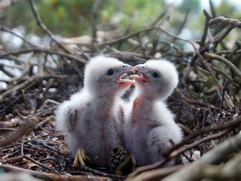 Hobby Bird Facts (Falco subbuteo) | Birdfact