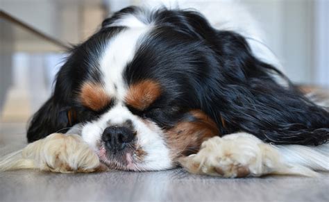 Cuál es la temperatura normal de un perro Cómo detectar la fiebre