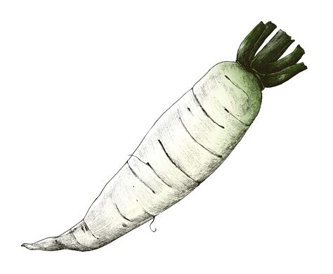 Hand Drawn Daikon Chinese Radish Id 406045