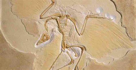 The first dinosaurs probably didn't have feathers | Geology Page