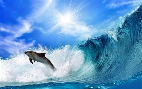 Dolphin Wallpaper Hd Widescreen | HQ Wallpapers