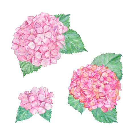 Premium Photo Pink Hydrangea Illustration Watercolor Blooming Hand