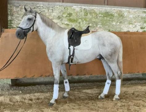 Chevaux à vendre Sport CSO Dressage Complet Loisir Élevage