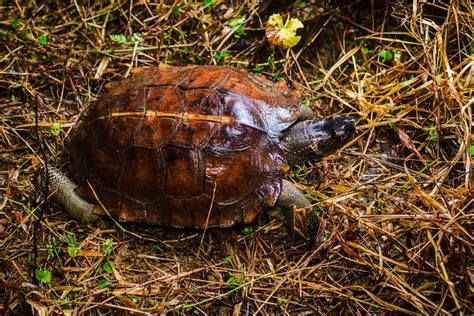 Spiny turtle (Heosemys spinosa)