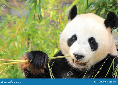 Pandas Eating Bamboo