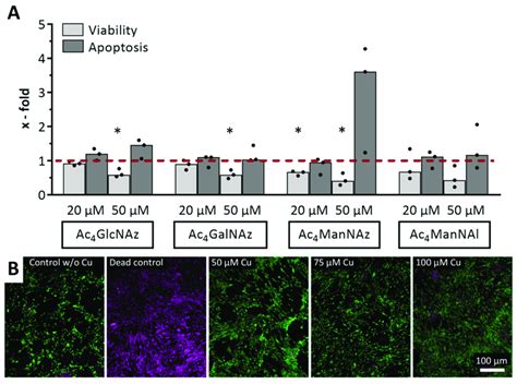 Cell Viability Of Telomerase Immortalized Human Mesenchymal Stromal