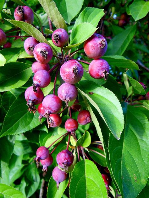 Purple Berries Photograph by Virginia Forbes - Fine Art America