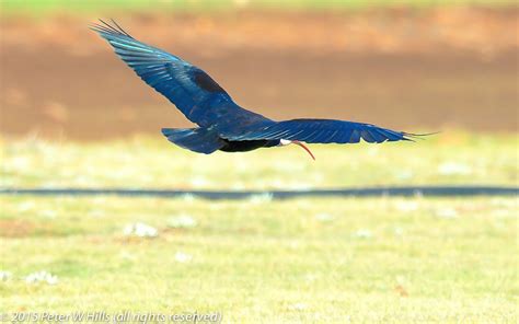 Ibis Southern Bald Geronticus Calvus In Flight Lesotho World Bird