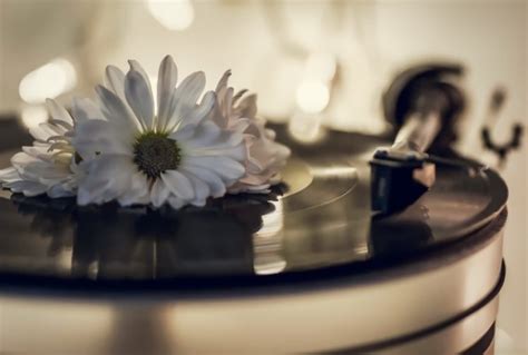 vinyl, Flowers Wallpapers HD / Desktop and Mobile Backgrounds