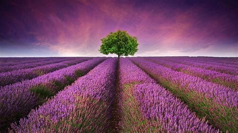 Hermoso Campo De Lavanda Flores De Color P Rpura Rbol Solitario