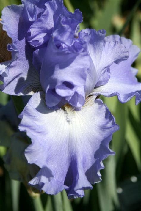 Photo Of The Bloom Of Tall Bearded Iris Iris Yaquina Blue Posted By