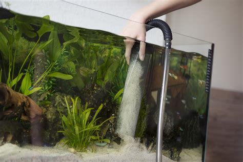 Aquarium Maintenance North Carolina East Carolina Pets