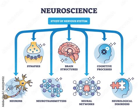 Neuroscience As Study Of Nervous System Medical Division Outline