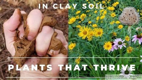 Best Plants To Grow In Clay Soil Growit Buildit Clay Soil Clay