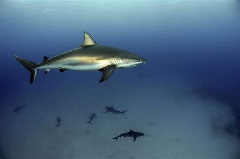 Caribbean Reef Shark Photograph By Greg Amptman Fine Art America