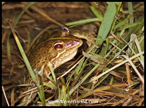 Common River Frog Dewetswild