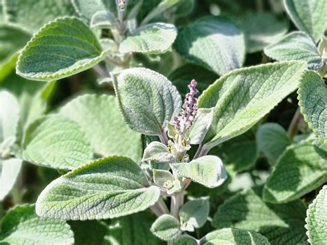 plectranthus argentatus wholesale nursery nurseries  melbourne